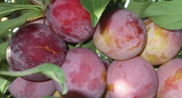 Popis odrůdy švestky otsark prime a opylovačů, pěstování a péče